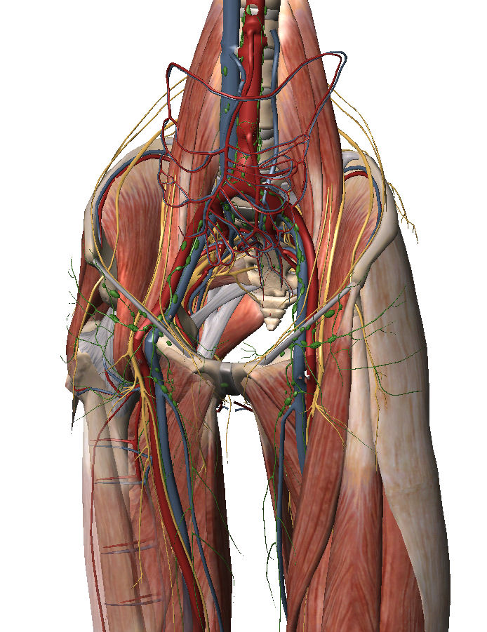 Groin Muscle Anatomy / Groin and Inner Thigh Muscle Stretches
