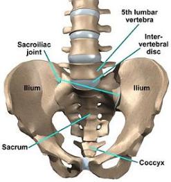 https://www.thesports.physio/wp-content/uploads/2013/04/sacroiliac_joint-247x263.jpg